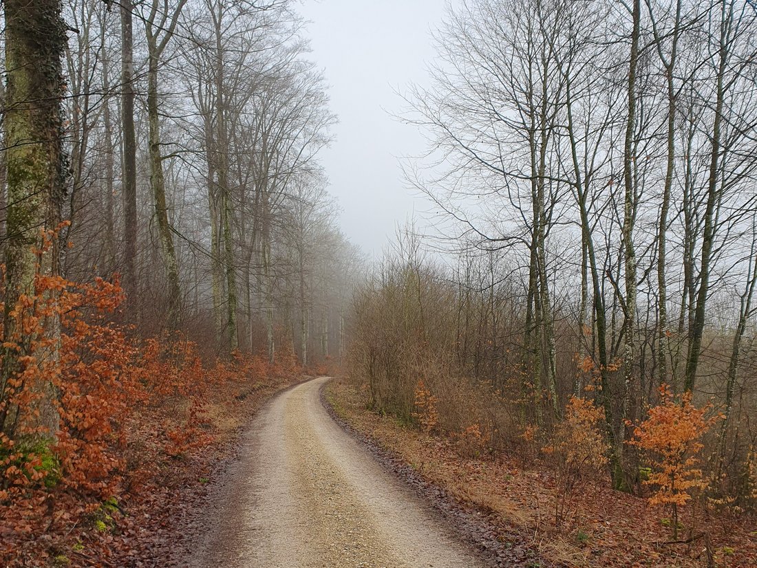 Bild von Wanderweg im Wald